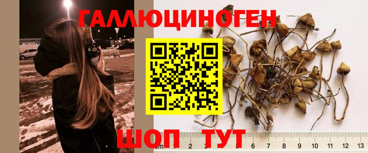 Псилоцибиновые грибы ЛСД Сокол